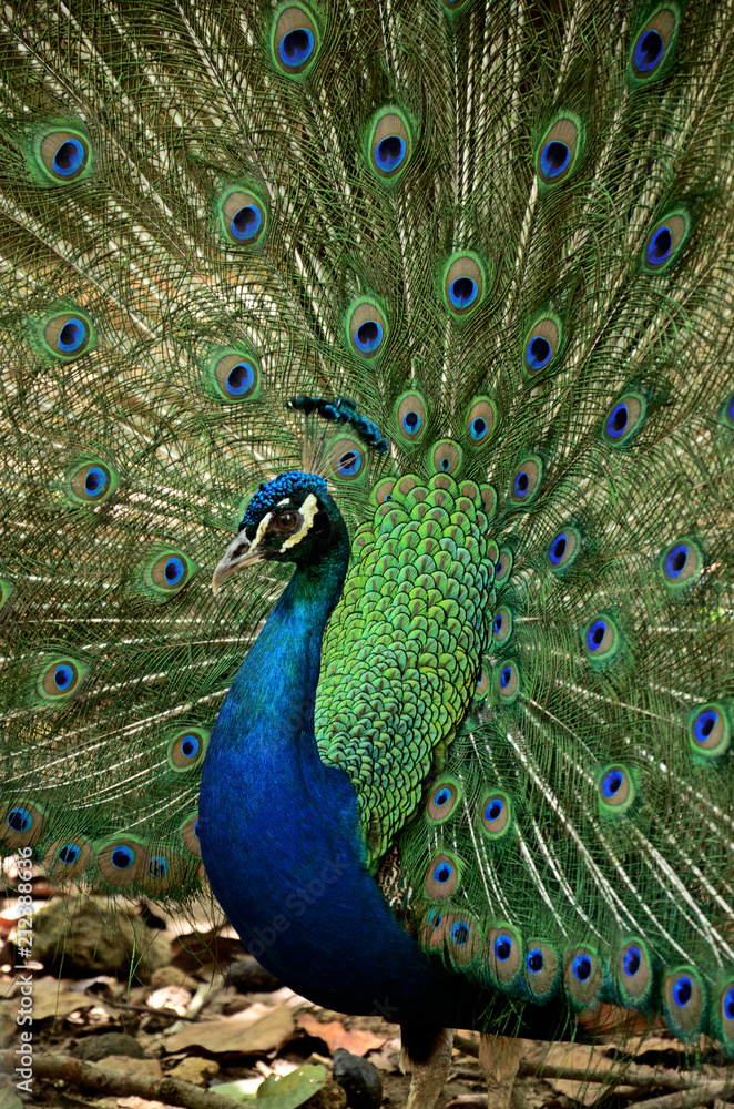 Obraz premium Peacock with open feather fan