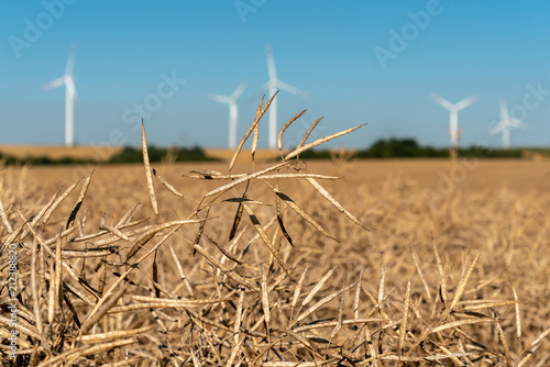 Windmills on the colza field © Stockr