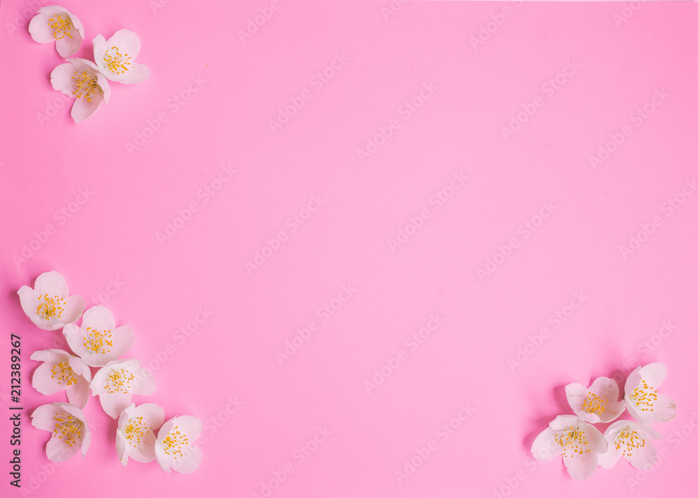 white jasmine flower on the pink background