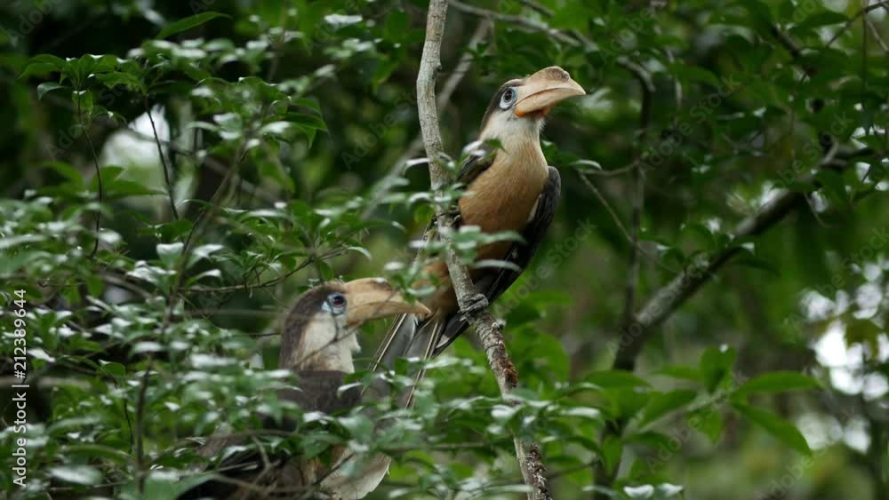 Austen's Brown Hornbill are feeding food for a little birds in the nest at Khaoyai National Park, Thailand Austen's Brown Hornbill are feeding food for a little birds in the nest at Khaoyai National Park, Thailand
