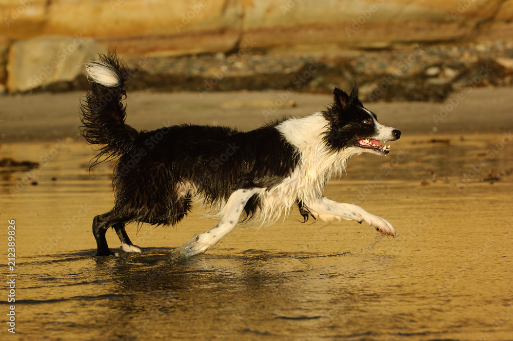 Border Collie running on wet sand beach