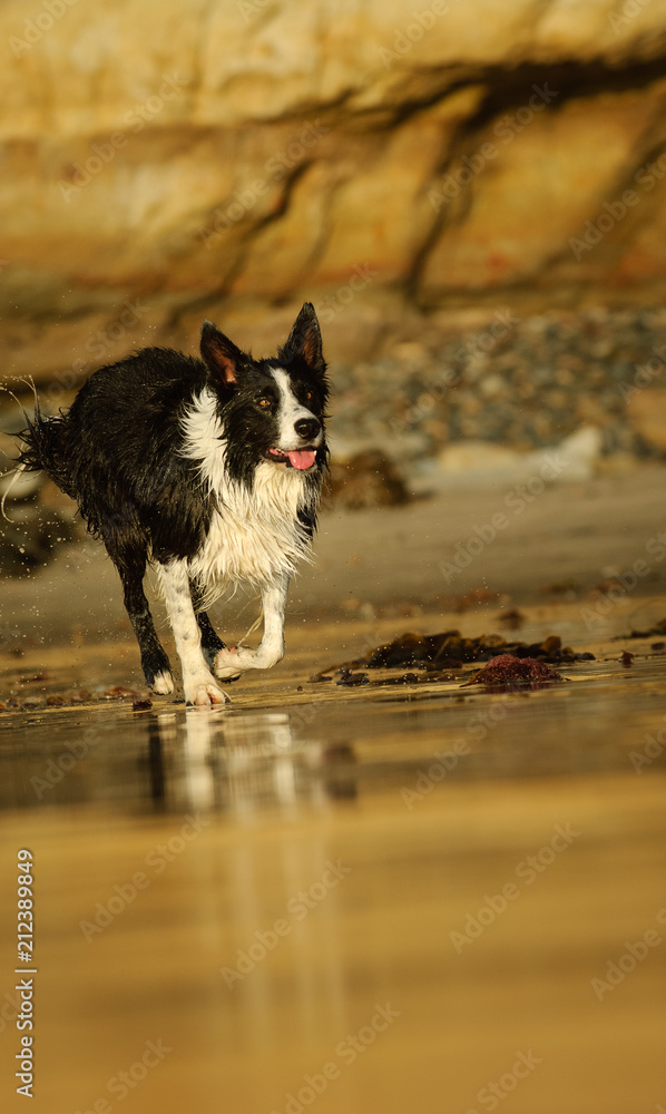 Border Collie dog running on wet sand beach with rock in background