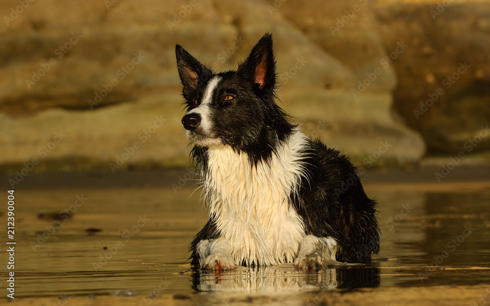 Border Collie dog outdoor portrait at beach lying down on wet sand