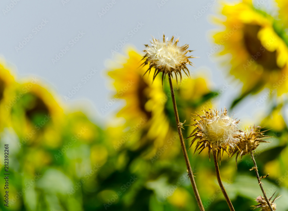 closeup on the flowers of a sunflower on a field full of flowers closeup on the flowers of a sunflower on a field full of flowers