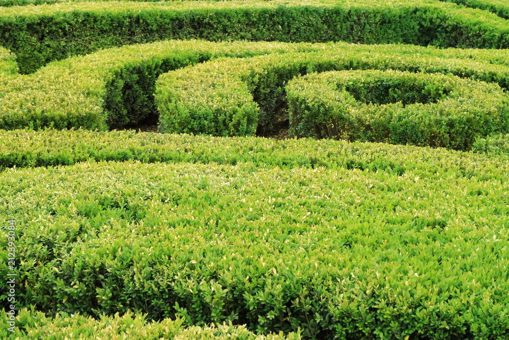 Image cropped bushes. Image cropped bushes.