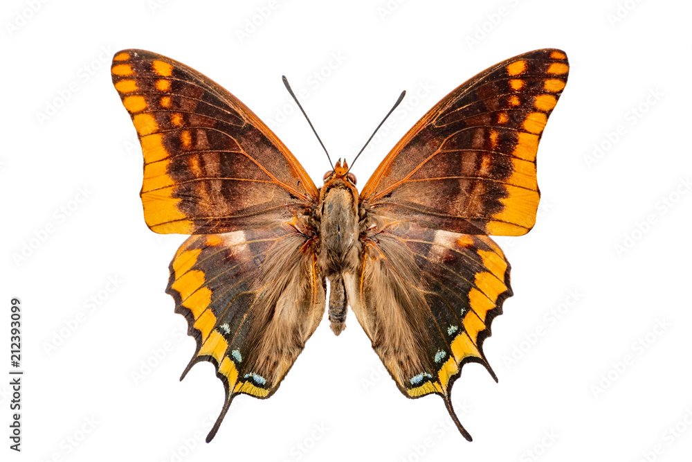 Fototapeta premium Charaxes on the white background