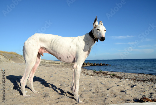 White podenco dog stands at a beach