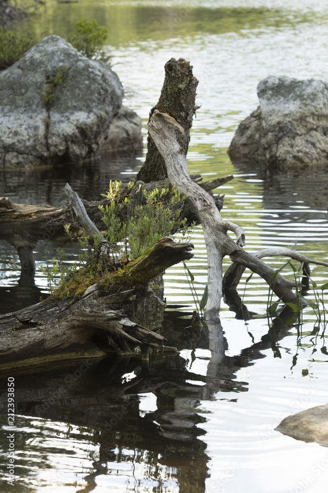 Stump and new growth in Mud Pond in New Hampshire.