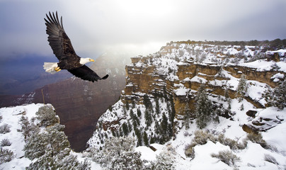 Wandcirkels Arend Witkopzeearend boven Grand Canyon  © steve Collender