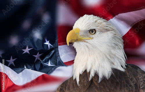 Bald eagle with american flag out of focus