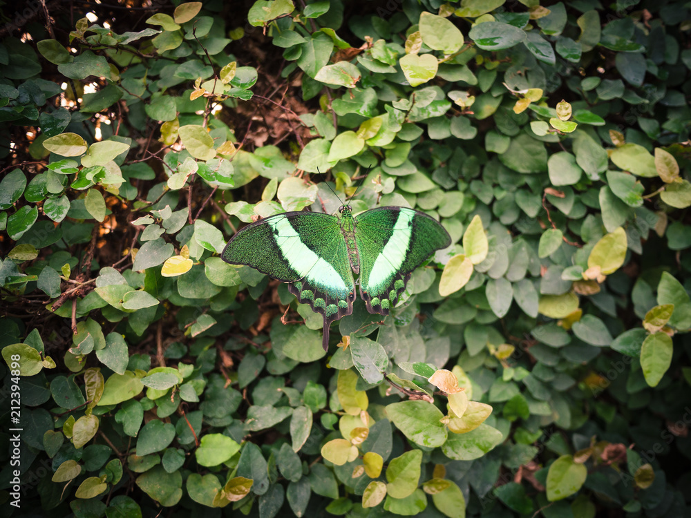 Green and white butterfly resting on a bush of green leaves. Green and white butterfly resting on a bush of green leaves.