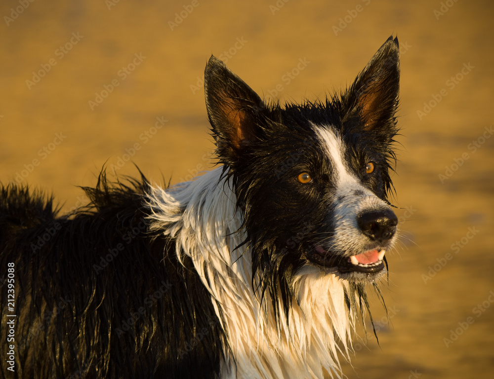 Wet Border Collie dog outdoor portrait at beach