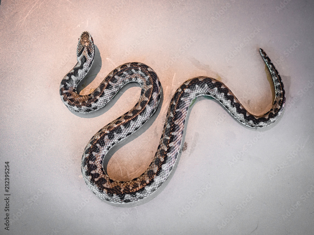 Fototapeta premium Viper on a neutral background.