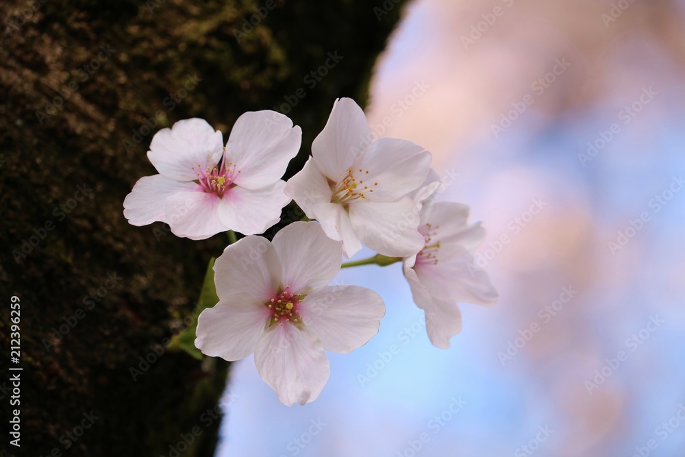 満開の桜が咲く風景