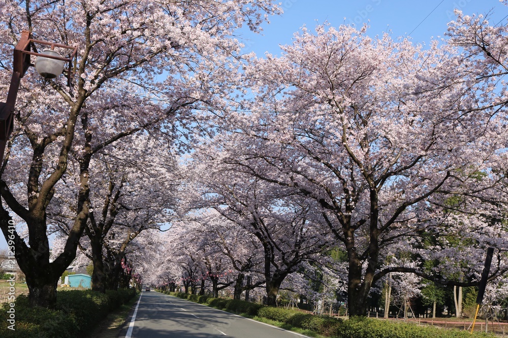 満開の桜が咲く風景