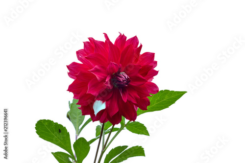 pink flower on a white background isolated with clipping path. Closeup big shaggy flower.