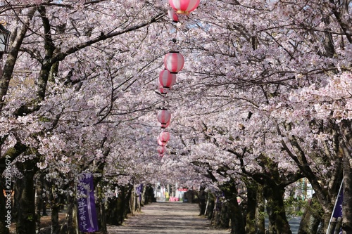 満開の桜が咲く風景