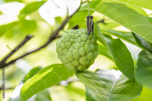 Sugar apples or Annona squamosa Linn. growing on a tree in garden at Thailand
 photo