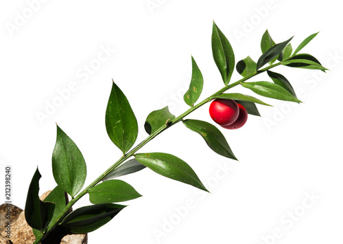 Fotografie Butchers-broom stem with red fruit over white - Ruscus aculeatus
