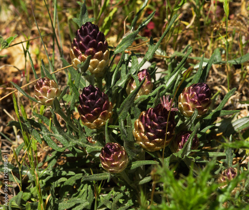 Pinecone Thistle plants show pine form flowers - Rhaponticum coniferum photo