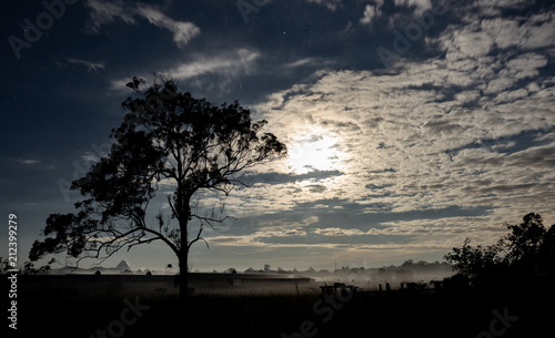 Sunset Tree
