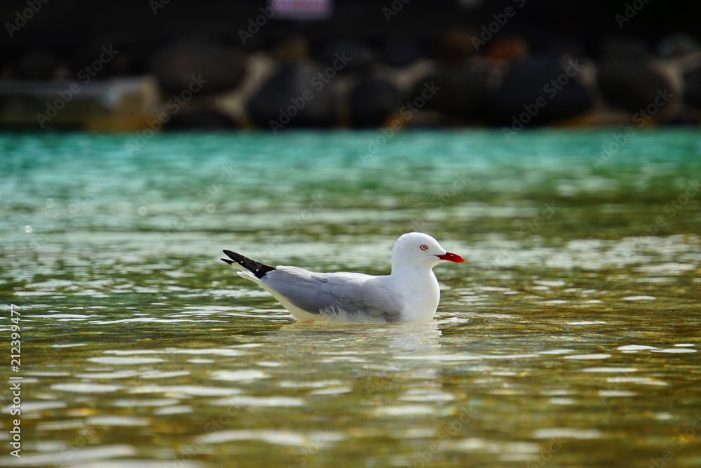 Seagull