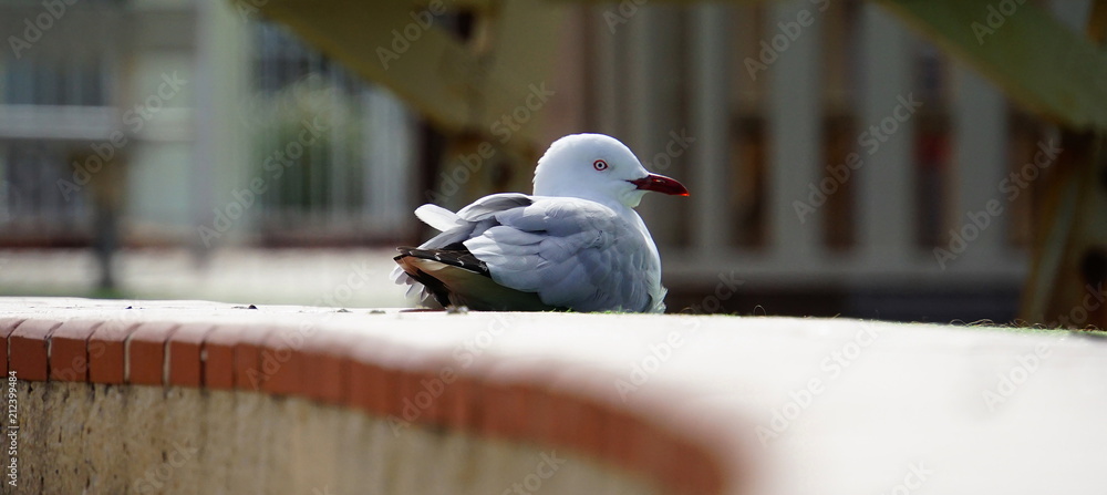Seagull