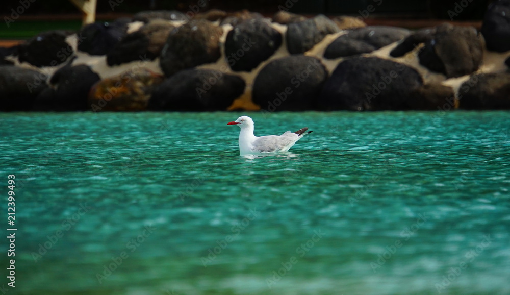 Swimming Seagull