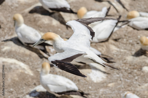 Australasian gannet pictured from above flying over other gannets of a breeding colony on a rocky ledge. Muriwai, New Zealand.