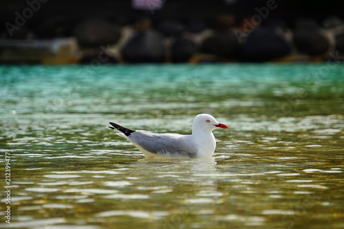 Obraz na płótnie Seagull w salonie