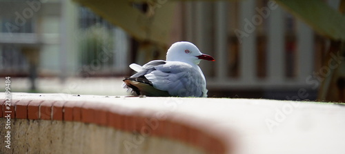 Obraz na płótnie Seagull w salonie