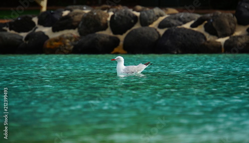 Obraz na płótnie Swimming Seagull w salonie