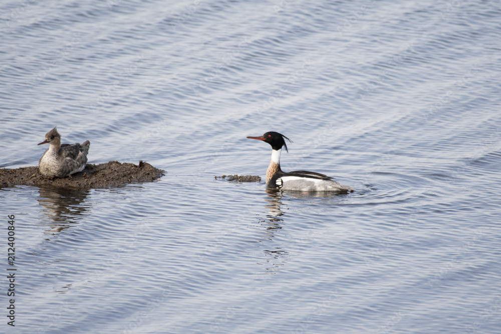 Fototapeta premium Red-breasted merganser in Lake Furen, Hokkaido, Japan.