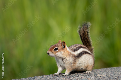 Golden-mantled ground squirrel (Callospermophilus lateralis) photo