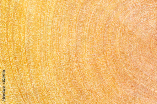 texture of wooden tree trunk background.