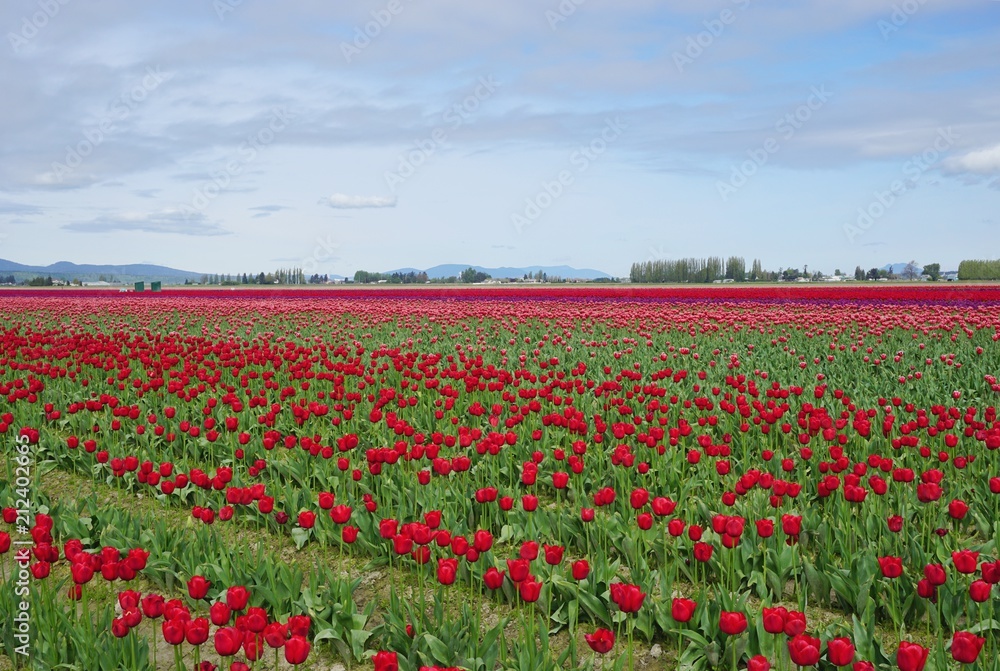 Colorful blooming tulip flower field in Skagit County Washington state