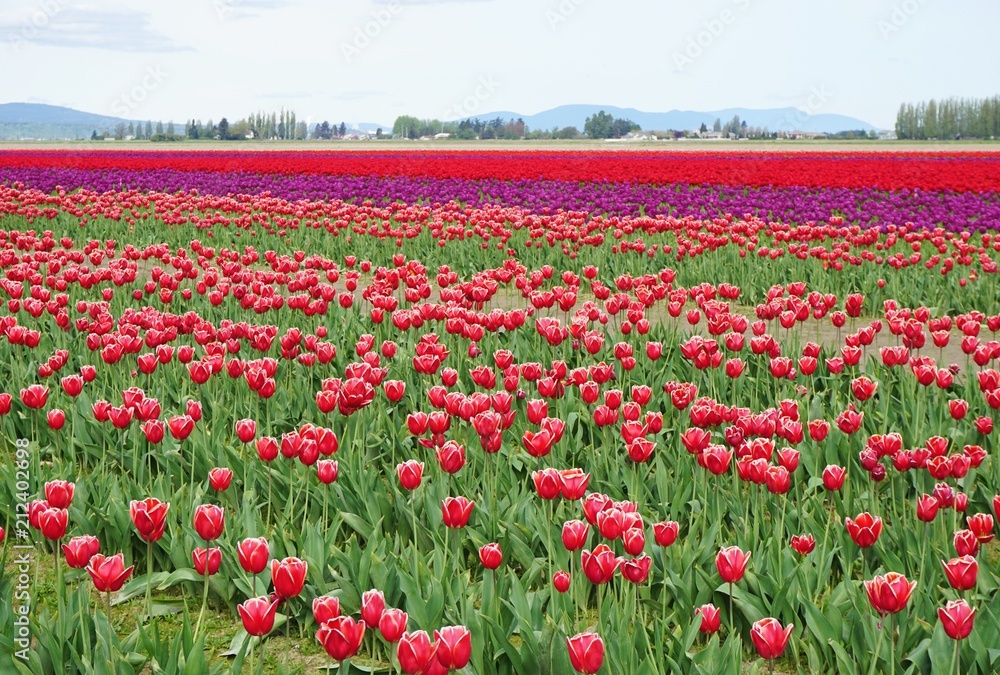Colorful field of blooming tulip flowers
