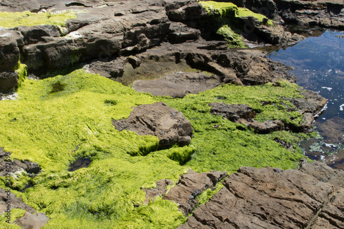 Pacific ocean Landscape with green seaweed wallpaper