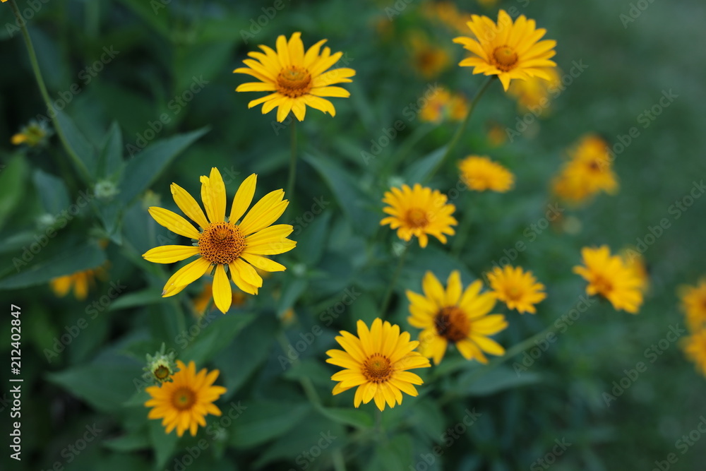 daisy daisy