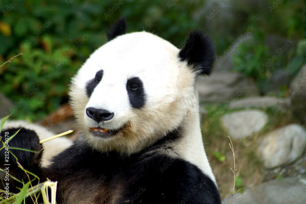 großer Pandabär im Portrait großer Pandabär im Portrait