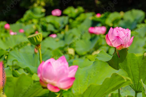 Lotus Flower.Background is the lotus leaf and lotus bud and lotus flower and tree at Yokohama, Kanagawa Prefecture Japan.