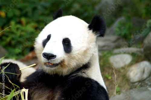 großer Pandabär im Portrait