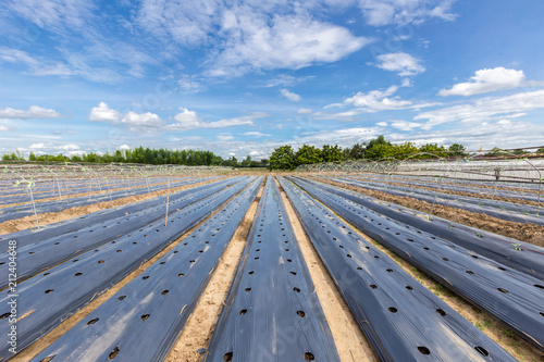 vegetable field covered with mulching film