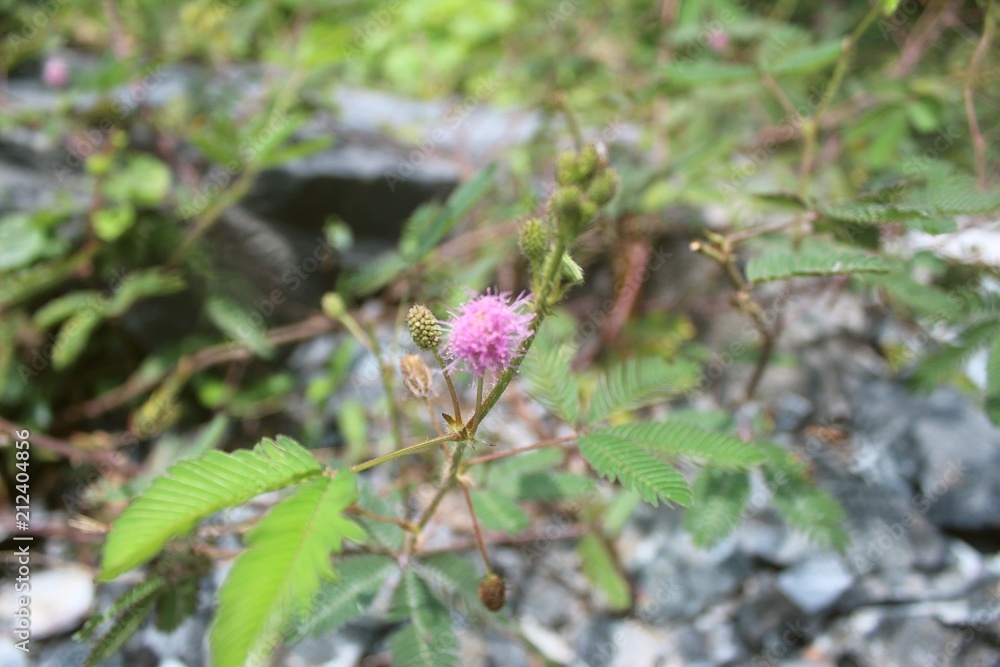 Sensitive plant or Mimosa pudica , Sleeping Grass, touch me not,Purple flower