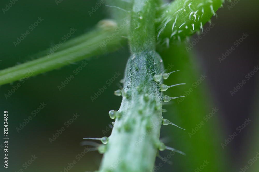 Fototapeta premium きゅうりの実，花，つる，葉 家庭菜園