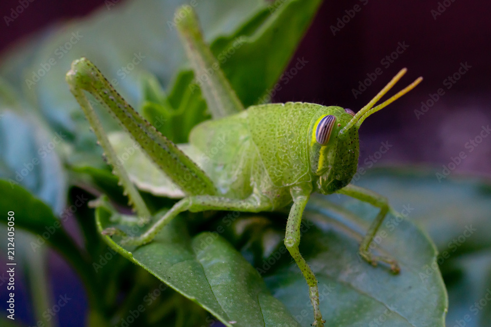 Bright green grasshopper on a sweet basil plant in the garden Bright green grasshopper on a sweet basil plant in the garden
