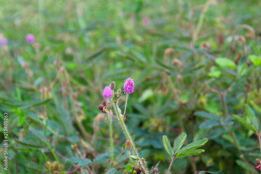 Sensitive plant or Mimosa pudica , Sleeping Grass, touch me not,Purple flower Sensitive plant or Mimosa pudica , Sleeping Grass, touch me not,Purple flower
