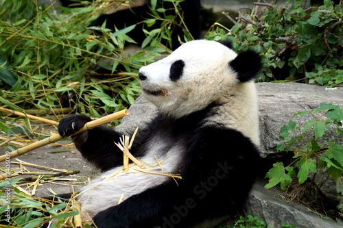 Fototapeta Naklejka Na Ścianę i Meble -  großer Panda beim Fressen von Bambus