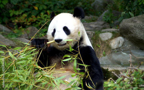 Fototapeta Naklejka Na Ścianę i Meble -  großer Panda beim Fressen von Bambus
