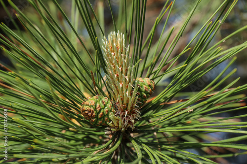 Spring. Pine flower and green cones